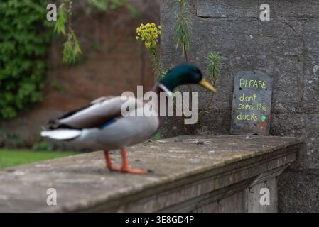 Une vue isolée d'un canard colvert (Anas platyrhynchos), canard mâle avec un signe drôle (ne pas nourrir les canards) en arrière-plan, Oxford, Royaume-Uni Banque D'Images