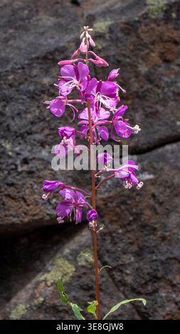 Purple Dwarf Fireweed Wildflower contre Volcanic Rock, Oregon Cascades. Photo macro gros plan de fireweed naine violette éclatante. Banque D'Images
