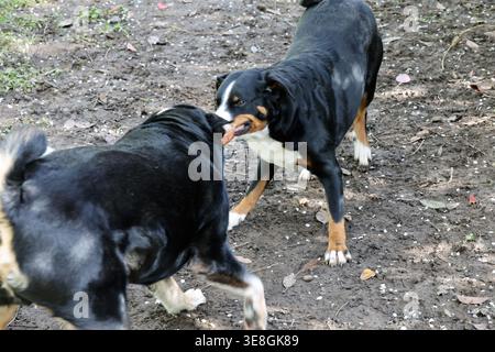 Image haute résolution de deux chiens Appenzeller Sennenhund jouant à la guerre avec un morceau de bois à l'extérieur, montrant un comportement actif et ludique. Banque D'Images