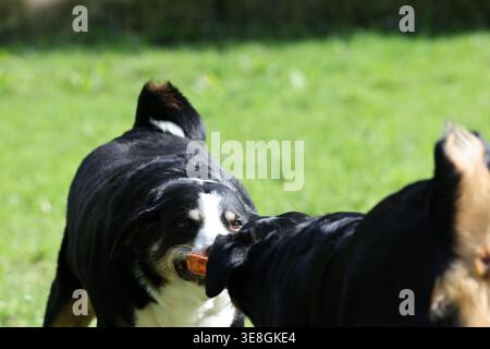 Image haute résolution de deux chiens Appenzeller Sennenhund jouant à la guerre avec un morceau de bois à l'extérieur, montrant un comportement actif et ludique. Banque D'Images