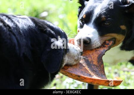 Image haute résolution de deux chiens Appenzeller Sennenhund jouant à la guerre avec un morceau de bois à l'extérieur, montrant un comportement actif et ludique. Banque D'Images
