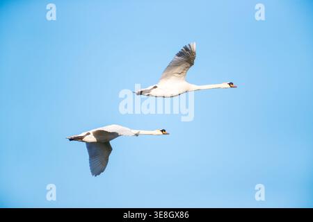 Une paire de grands cygnes muets sauvages (Cygnus olor) glissant gracieusement à travers un ciel bleu clair et vibrant par une journée ensoleillée Banque D'Images