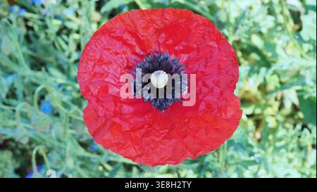 Plan macro de haut en bas d'une fleur de coquelicot commune rouge (Papaver rhoeas) en pleine floraison avec un centre sombre détaillé. Banque D'Images