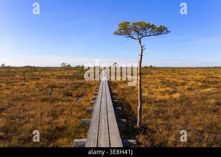 Un seul pin debout près de la promenade dans un paysage de tourbières d'automne ouvert dans la réserve naturelle de Marimetsa, Estonie. Scène naturelle minimaliste avec golde Banque D'Images