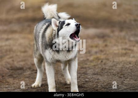 Chien de traîneau seul à Yard Barks = race Husky Banque D'Images