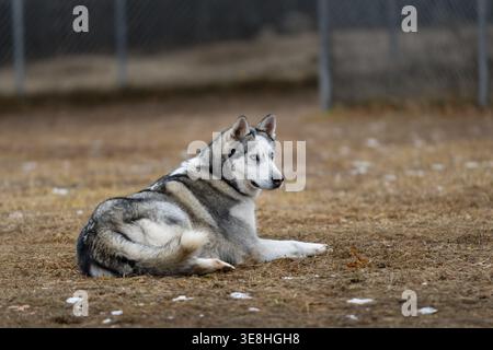 Chien de traîneau dans la cour regardant avec vigilance - race Husky Banque D'Images