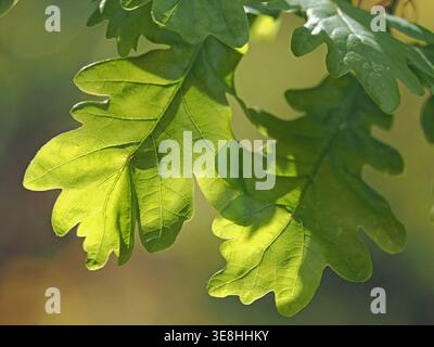 Nuances vertes atténuées de feuilles vertes rétroéclairées de chêne anglais, alias chêne pédonculé, chêne commun (Quercus robur) en Cumbria, Angleterre, Royaume-Uni Banque D'Images