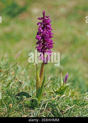 Spike de fleurs pourpre de l'orchidée pourpre précoce (Orchis mascula ou Orchis ovalis) en bonne lumière sur un gazon court à Cumbria, Englkand, Royaume-Uni Banque D'Images