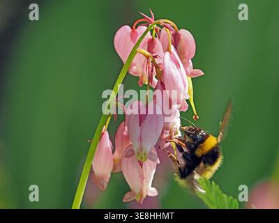 Bourdon mâle à queue de buff (Bombus terrestris) se nourrissant de nectar de fleur de coeur saignante du Pacifique (Dicentra formosa) dans Cumbria Angleterre Royaume-Uni Banque D'Images