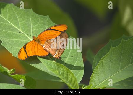 Accouplement couple de papillons Julia Heliconiens (dryas Iulia) sur feuille verte. Banque D'Images