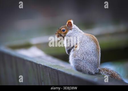 Écureuil gris de l'est (Sciurus carolinensis) vu de derrière, assis sur une balustrade en bois altérée dans le parc LaSalle. L'écureuil montre son épaisseur, Banque D'Images