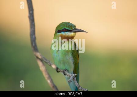 Un mangeur d'abeilles à queue bleue, Merops philippinus, assis sur une branche. Gros plan. Banque D'Images