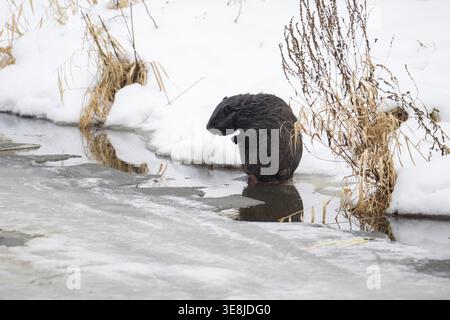 Castor européen (fibre de Casor), castor au bord de la rive de la rivière toilettant sa fourrure au bord de la rive de la rivière en hiver, Tyrol, Autriche Banque D'Images