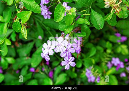 Plumbago auriculata avec de délicates fleurs bleues et violettes, focus sélectif sur le premier plan fleurit sur fond de feuillage vert flou. Capture Banque D'Images