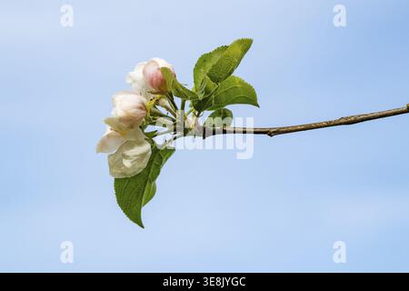 Borken, NRW, Allemagne, bourgeons en fleurs de pomme et feuilles vertes fraîches s'ouvrant sur une branche d'arbre au printemps Banque D'Images