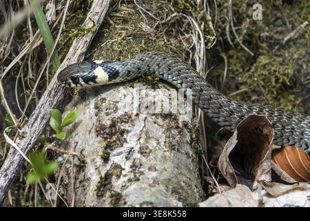 Serpent, serpent d'herbe (Natrix natrix), juvénile, Oberallgaeu, Allgaeu, Bavière, Allemagne Banque D'Images