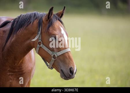 Cheval dans une clairière, un portrait Banque D'Images