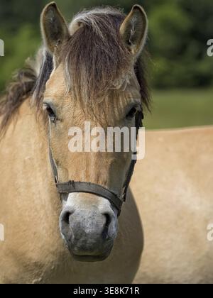 Cheval dans une clairière, un portrait Banque D'Images