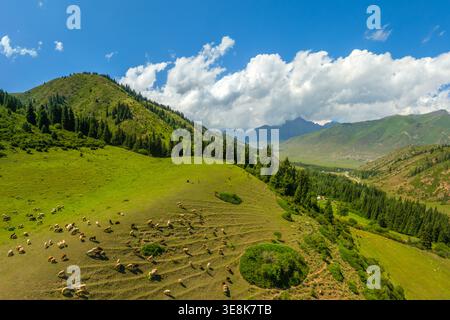 De nombreux moutons paissent paisiblement sur des collines verdoyantes dans une zone rurale. Le vaste paysage montagneux crée une atmosphère sereine et naturelle pendant la journée Banque D'Images