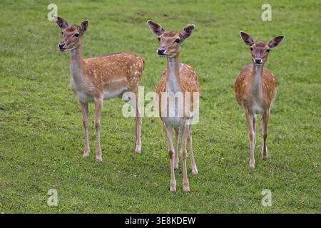 Cerfs en jachère dans une clairière dans la nature Banque D'Images