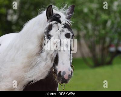 Un beau poney irlandais peint de longue date sur fond de verdure printanière Banque D'Images