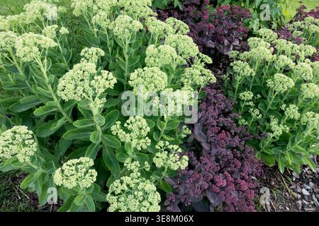 Vert et violet plante de glace Hylotelephium Spectabile plantes vivaces en été Banque D'Images
