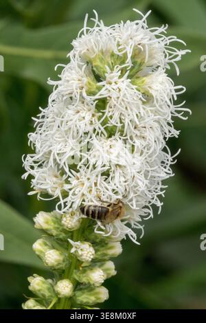 Détail de fleurs vivaces blanches Gayfeather Liatris spicata 'Alba' avec abeille au miel dans un jardin d'été Banque D'Images