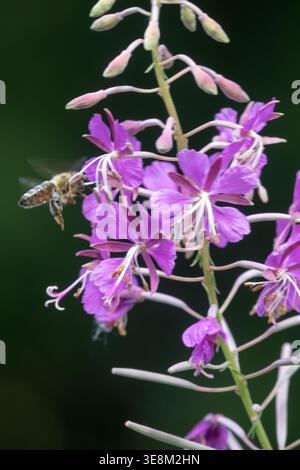 Détail des fleurs roses Rosebay Willowherb Epilobium angustifolium avec abeille au miel en vol dans un jardin d'été Banque D'Images