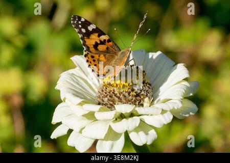 Peint Lady papillon Vanessa cardui sur fleur blanche de Zinnia dans un jardin d'été ensoleillé Banque D'Images