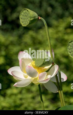 Détail de fleur et de gousse de graines roses et blanches du Lotus sacré Nelumbo nucifera dans un jardin d'été ensoleillé Banque D'Images