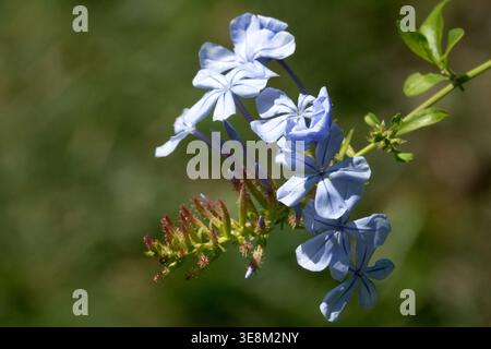 Détail des fleurs bleues de Cape Leadwort Plumbago auriculata dans un jardin d'été ensoleillé Banque D'Images