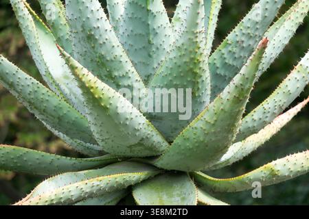Détail des feuilles épineuses de montagne Aloe Aloe marlothii plante succulente dans un jardin d'été Banque D'Images