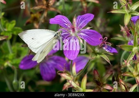 Petit papillon blanc Pieris rapae sur fleurs violettes de Geranium wlassovianum dans un jardin d'été Banque D'Images