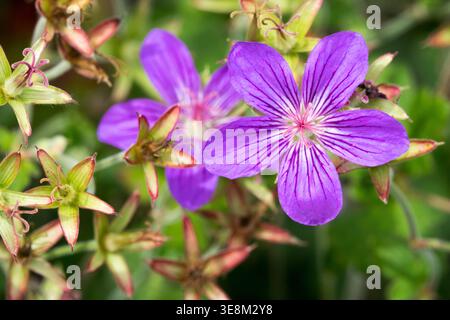 Violet Geranium wlassovianum fleurs dans un jardin d'été Banque D'Images