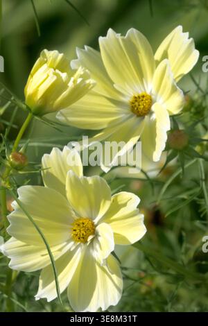 Détail des fleurs jaune pâle de Cosmos bipinnatus 'Xanthos' dans un jardin d'été ensoleillé Banque D'Images
