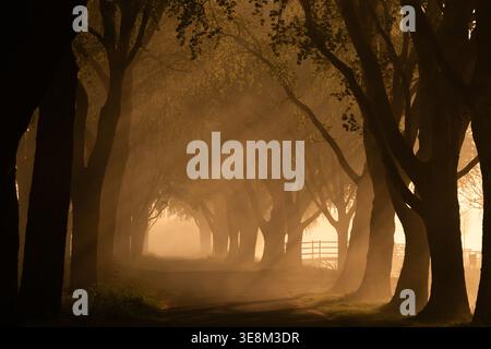 Brouillard matinal avec belle lumière sur une vieille route aux pays-Bas au printemps Banque D'Images
