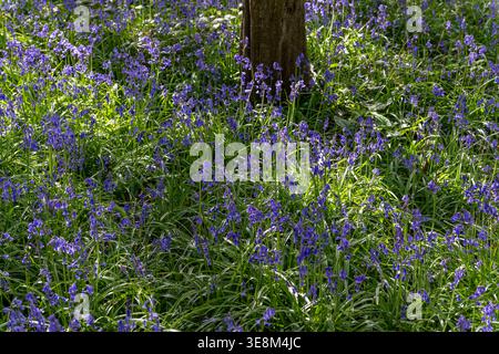 Une mer incroyablement belle de Bluebells dans la forêt de Trosley Country Park, dans le village de Vigo, près de Gravesend dans le Kent, Royaume-Uni. Banque D'Images