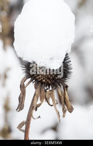 Tête de graine séchée de Purple Coneflower Echinacea purpurea recouverte d'une épaisse couche de neige en hiver Banque D'Images