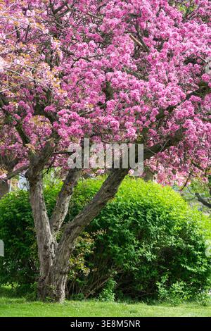 Fleurs roses de Crabapple Malus arbre en pleine floraison dans un jardin de printemps ensoleillé Banque D'Images