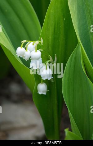 Détail des fleurs blanches et des feuilles vertes du lis de la vallée Convallaria majalis dans un jardin de printemps Banque D'Images