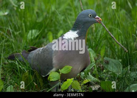 Palumbus Common Wood Pigeon Columba tenant une brindille dans son bec pour la construction du nid dans un jardin de printemps Banque D'Images