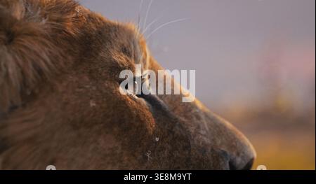 Mufasa : le Roi Lion année : 2024 USA réalisé par : Barry Jenkins animation Banque D'Images