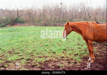 Chestnut Horse debout dans un pâturage herbeux Banque D'Images