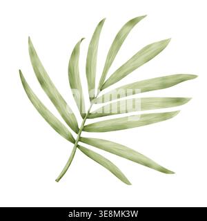 Feuille de palmier, dessinée à la main. Illustration aquarelle. Une plante tropicale est isolée sur un fond blanc. Feuillage du cocotier de la jungle. Pas IA Banque D'Images
