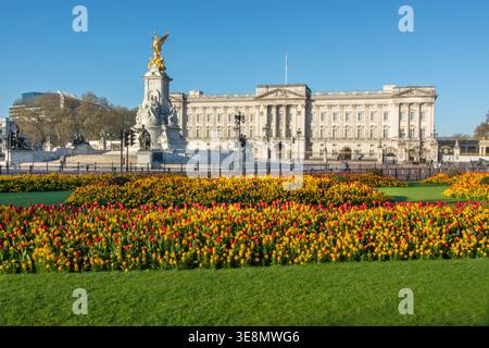 Palais de Buckingham et exposition de tulipes printanières, Londres, Angleterre, printemps. Parterres de fleurs formelles Banque D'Images