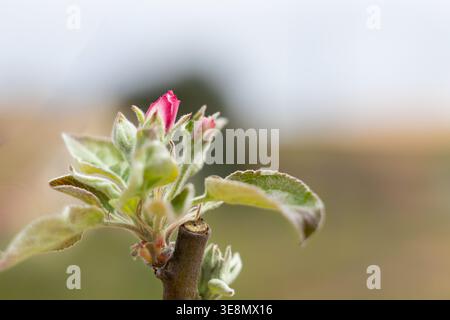 Vue macro rapprochée d'une jeune branche de pommier montrant un bourgeon de fleur rose éclatant qui commence à s'ouvrir entouré de nouvelles feuilles floues, signalant le A. Banque D'Images