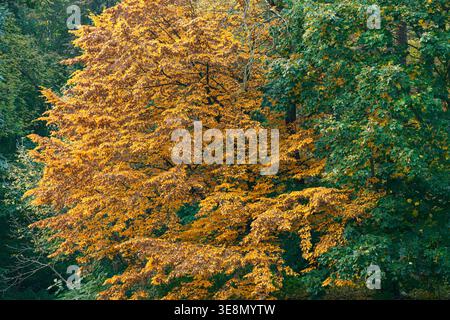 Un grand arbre avec des feuilles jaune vif se distingue parmi le feuillage vert des arbres environnants dans une forêt pendant la saison d'automne avec la lumière chaude du soleil Banque D'Images
