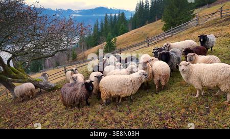 Troupeau de moutons sur une colline de montagne. Les moutons laineux se rassemblent sur une pente herbeuse près de clôtures en bois, forêt de pins et montagnes enneigées lointaines dans un cadre paisible Banque D'Images