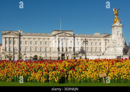 Palais de Buckingham et exposition de tulipes printanières, Londres, Angleterre, printemps. Parterres de fleurs formelles Banque D'Images
