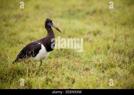 Cigogne d'Abdim (Ciconia abdimii) debout dans une prairie verte. Une vue de profil claire de la cigogne d'Abdim, également connue sous le nom de cigogne à ventre blanc, en quête de nourriture Banque D'Images